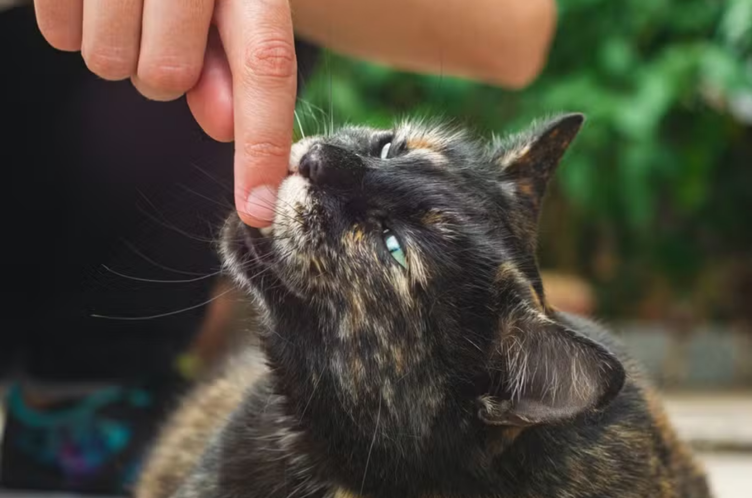 Por que gatos miam mais para humanos do que para se comunicar entre si?