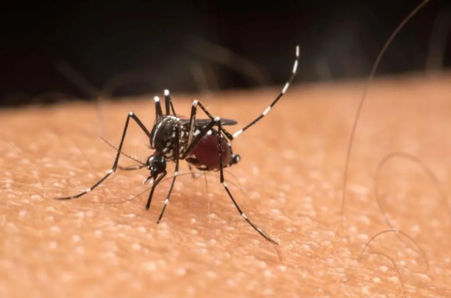 Dengue: inscrições para a segunda etapa da campanha de recolhimento de pneus está aberta