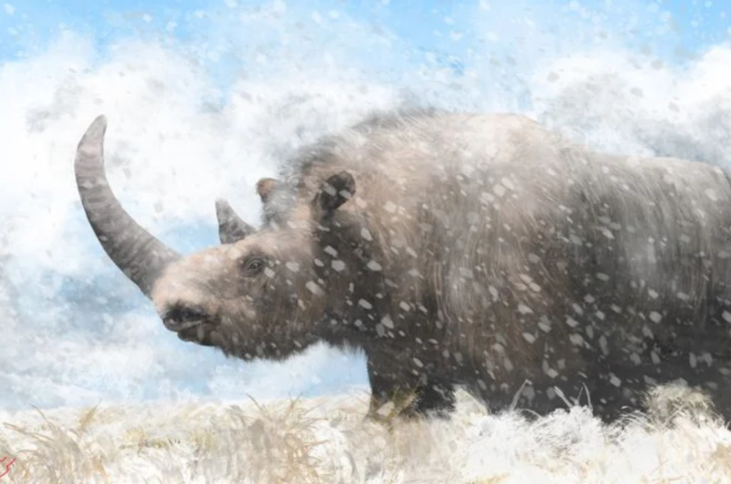 Múmia de rinoceronte de 32 mil anos é encontrada intacta