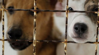 Manifestação no Bem-Estar Animal de Criciúma está marcada para esta segunda (16)