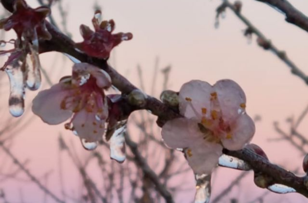 Tecnologia para monitorar automaticamente temperatura de pomares é testada