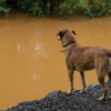 SC terá maior programa de castração de animais da história