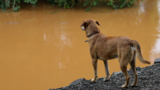 SC terá maior programa de castração de animais da história