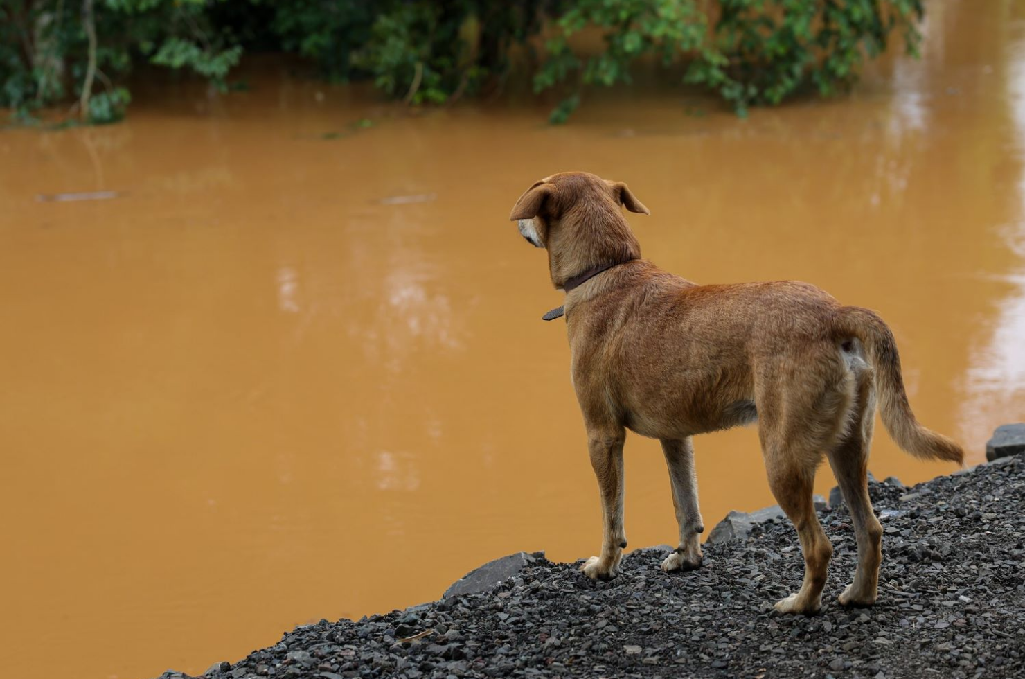 SC terá maior programa de castração de animais da história