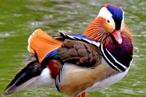 Conheça algumas das aves mais belas do mundo