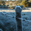 Ferramenta de monitoramento do frio para fruteiras é aprimorado