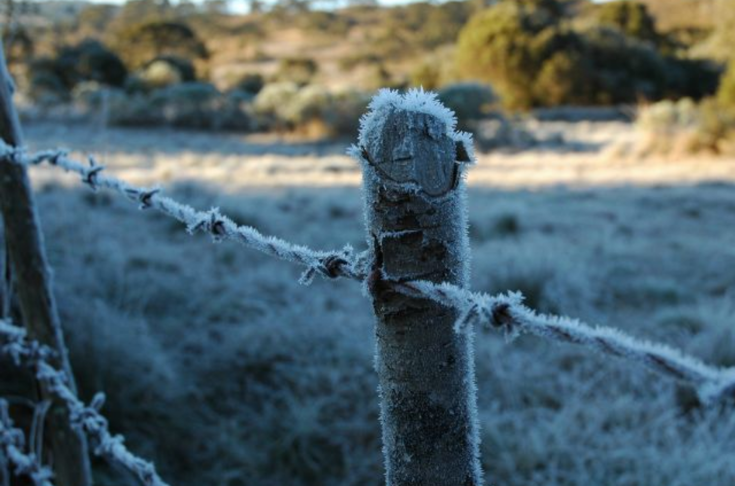 Ferramenta de monitoramento do frio para fruteiras é aprimorado