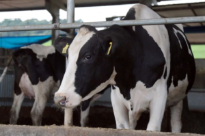 Pesquisa do IBGE aponta potencial da produção catarinense de leite e de ovos