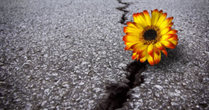 Resiliência em tempos de mudança: como adaptar-se e prosperar