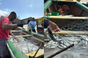 Pescadores celebram safra abundante de anchova na Praia do Cardoso