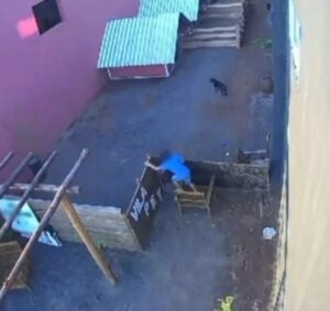 Criança de 9 anos provoca matança de pelo menos 15 animais no Paraná