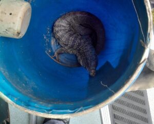 Lagarto é capturado após aparecer em escola de Jaguaruna