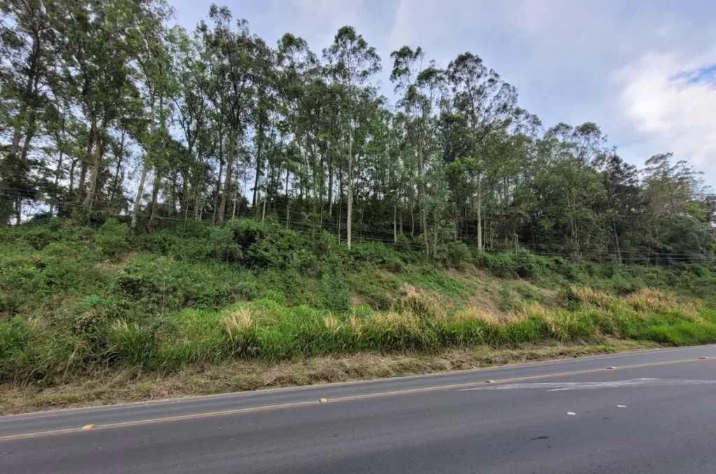 Área de 7,5 hectares que pode ser desmatada em Criciúma