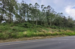 Área de 7,5 hectares pode ser desmatada em Criciúma