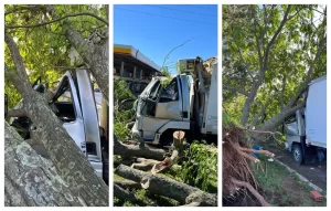 Condutor escapa ileso após árvore esmagar cabine de caminhão em Jaguaruna