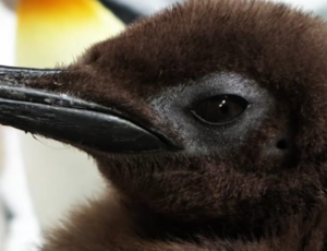 Bebe pinguim gigante com mais de 20kg viraliza nas redes sociais