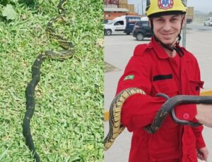 Bombeiros resgatam cobra Caninana em Navegantes