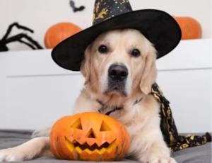 Confira dicas de como curtir o halloween com os pets
