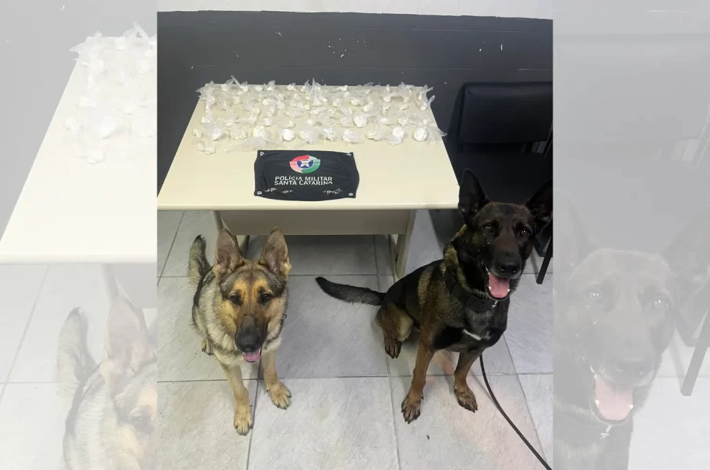 Criciúma: PM encontra mais de meio quilo de cocaína em casa abandonada
