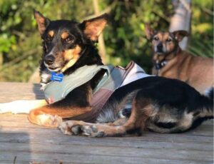 Evento solidário ‘Pet Fashion’ promete movimentar BC
