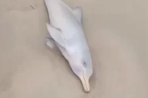 [VÍDEO] Golfinho é encontrado vivo na orla do Balneário Rincão