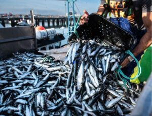 Pesca de sardinha termina com a melhor safra desde 2015