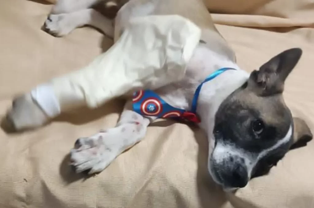 Cão gravemente ferido resgatado pela Polícia Civil de Turvo sendo atendido pela ONG SOS 4 Patas