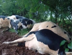 Raio mata vacas no Alto Vale