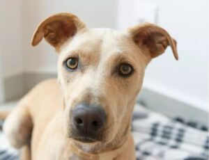 Saiba como agir em casos de emergências com pets