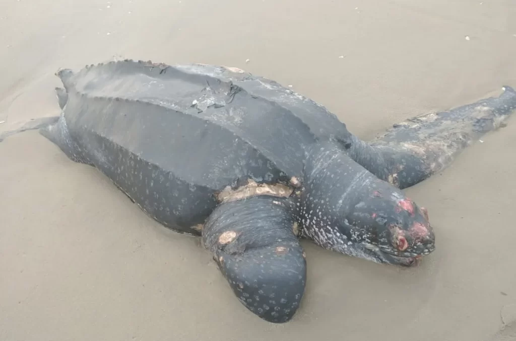 Tartaruga gigante é encontrada morta na orla do Rincão