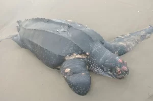 Tartaruga gigante é encontrada morta na orla do Rincão (VÍDEO)