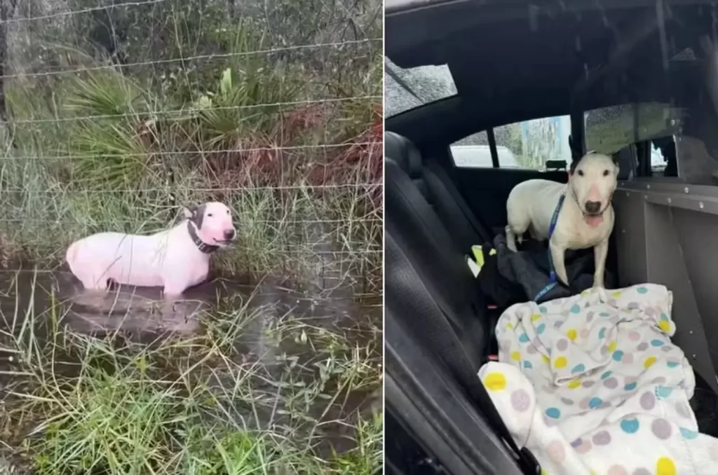 Tutor é preso por crueldade animal na Flórida após deixar seu cachorro amarrado durante o furacão Milton