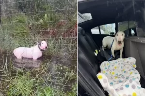 Tutor é preso por abandonar cão em área alagada pelo Furacão