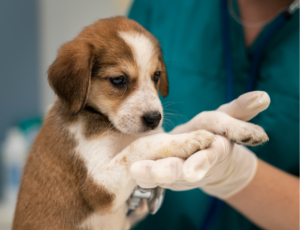 Urussanga realiza campanha de castração animal