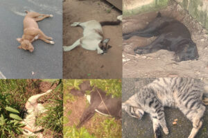 Criciúma: dezenas de animais são mortos por envenenamento na Linha Batista