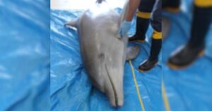 Golfinho é encontrado morto em lagoa de Laguna