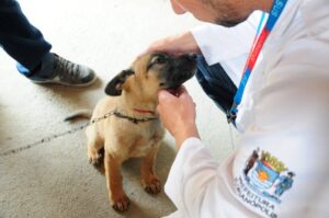 Florianópolis realiza mutirão de castração de cães no Rio Vermelho.