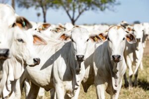 Raiva em bovino leva à vacinação em Tubarão