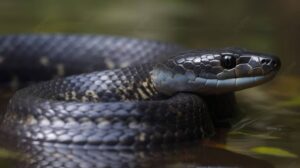 Cobra de 1 metro encontrada em casa é resgatada em Imbituba
