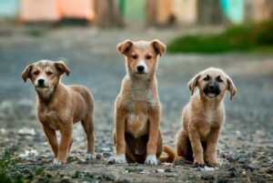 São José aprova projeto que oferece abrigo a animais de rua