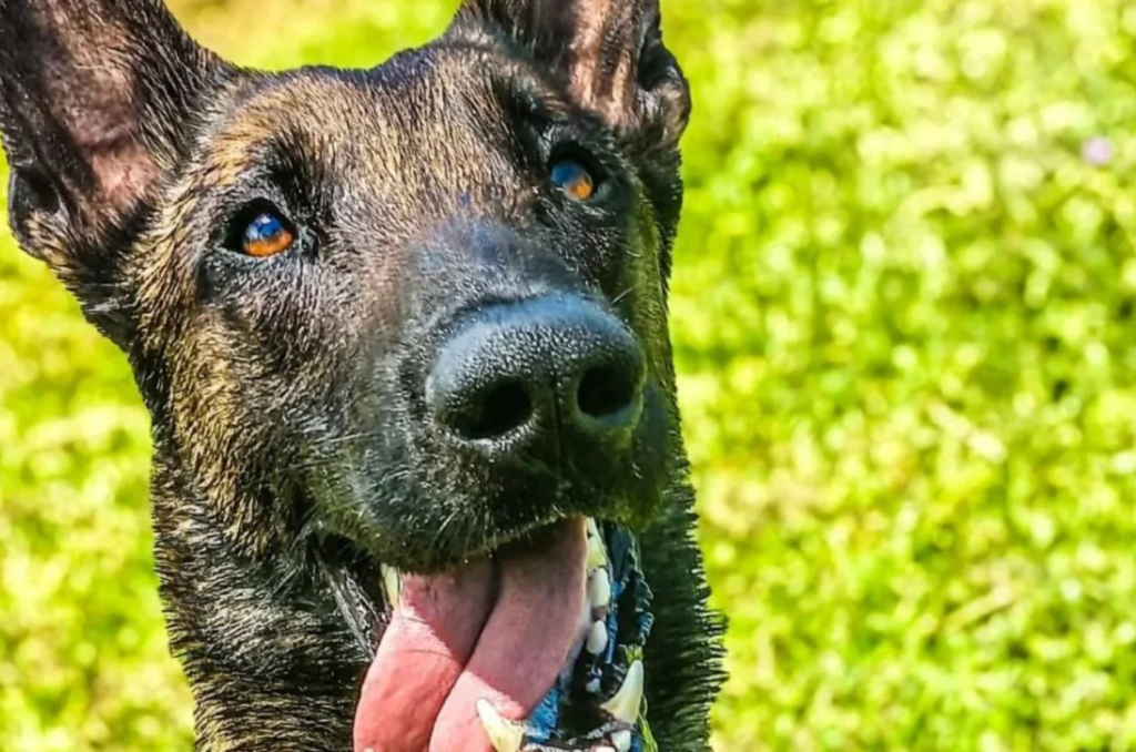 [VÍDEO] Cães farejadores localizam drogas em Tubarão