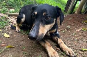 Área destinada à adoção de animais é disponibilizada no site da Prefeitura de Tubarão