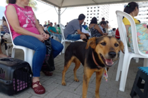 Responsável pela Funat fala sobre óbito de animal durante mutirão de castração