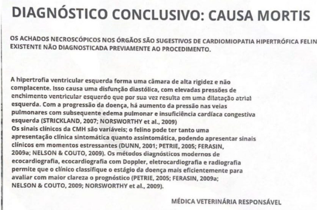 Laudo sobre morte de gato em mutirão de castração tem informações erradas e suspeita de plágio