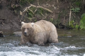 Urso Gordo: competição online define o animal “mais preparado” para o verão