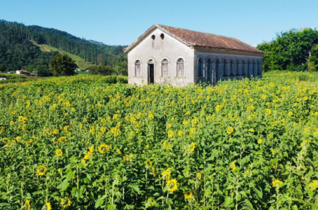 Campo de girassóis volta a florir Pedras Grandes