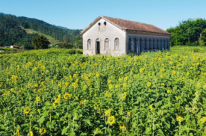 Campo de girassóis volta a florir em Pedras Grandes