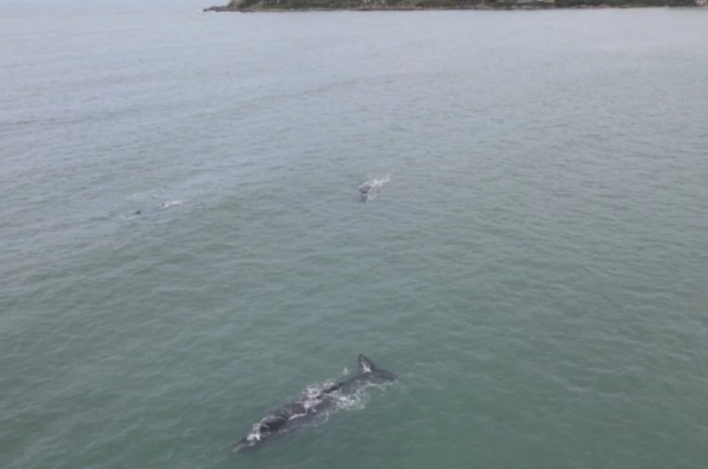 Oito baleias-francas são avistadas no Litoral Sul