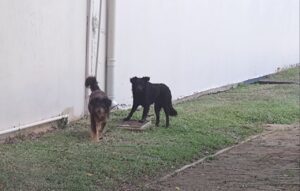 Alerta é emitido sobre carrapatos em cães e transmissões da febre maculosa e cinomose em São Ludgero