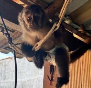 Estudante de veterinária é preso por tráfico de animal silvestre